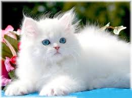 Black And White Persian Cat With Blue Eyes We Generally Do Not Work With White Persians For A Couple Of Reasons Over 75 Of White Persian Cats Are Deaf And We Have Pretty Cats Beautiful Cats Cute Cats
