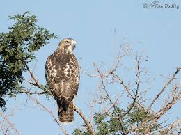 Although a few yearlings breed successfully, most. Possible Eastern Red Tailed Hawk Borealis At Farmington Bay Wma Feathered Photography