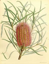 Banksia Occidentalis Illustration Circa 1853 Botanical Drawings Botanical Printables Plant Drawing