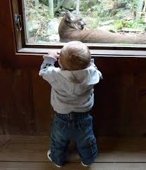 Looking to visit squam lakes natural science center in new hampshire? Squam Lakes Natural Science Center Lake Winnipesaukee Nh