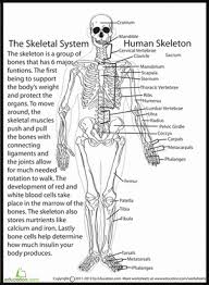 Human Skeletal System Human Body Worksheets Skeletal System Worksheet Human Skeletal System