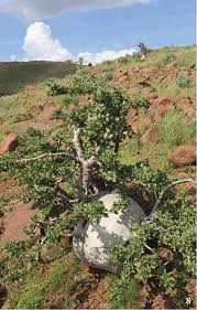 Image result for Euphorbia guerichiana