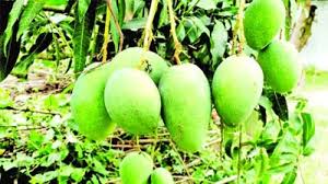 ভালো দাম পাওয়ার আশা চাষিদের, মোকামে পাইকারদের ভিড়