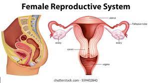 If the average woman had a facebook page for her private parts (we know, shut up), odds are her relationship. Female Private Part Diagram Lady Parts What Are The External Parts Lindab Pail