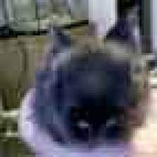 Bei katern heisst es einmal markieren oder. Bkh Kater 9 Monate Kastrieren