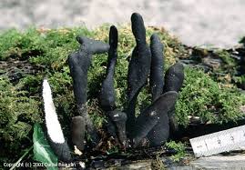 MycoDB : Fiche de Xylaria polymorpha