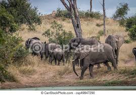 Download this free photo about herd of elephants, and discover more than 8 million professional stock photos on freepik. A Herd Of Elephants Walking In The Grass A Herd Of Elephants Walking In The Sabi Sand Game Reserve South Africa Canstock