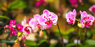 Orchid growing supplies waycool evaporative cooling fans schaefer greenhouse ventilation equipment wood plaques. Our Favorite Orchids For South Florida Living Color Garden Center