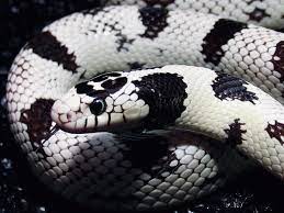 Maybe you would like to learn more about one of these? All Hail The California Kingsnake Reptiles Magazine