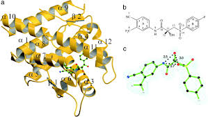 We did not find results for: Structural Basis For Antagonism And Resistance Of Bicalutamide In Prostate Cancer Pnas