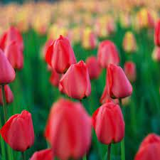 10 New Tulip Varieties For A Beautiful Spring Color National Garden Bureau Flowers Bulb Flowers Organic Gardening