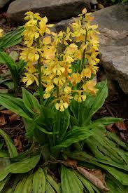 Image result for Calanthe