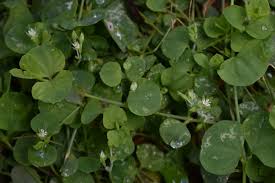 Image result for Drymaria