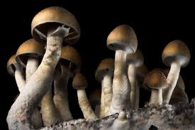 Image result for Psilocybin