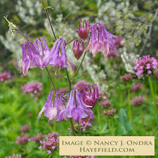 Image result for Aquilegia vulgaris Tower Mix