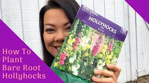 Tips for planting hollyhock roots. How To Plant Bare Root Hollyhocks It S Super Simple Youtube