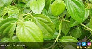 Contextual translation of daun sirih into english. Manfaat Lain Daun Sirih Untuk Kecantikan Jpnn Com