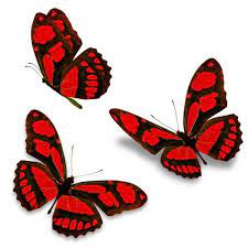 Pin En Butterflies