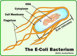 Eubacteria Examples Classification