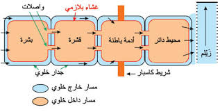 الموسوعة العربية موسوعة التقانة الامتصاص والنقل في النبات