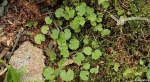 Image result for Hydrocotyle sibthorpioides