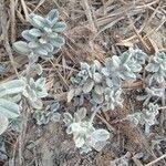 Image result for Euploca ovalifolia