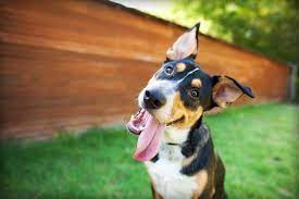 Your Dog May Love You But Doesn T Love The Sight Of Your Face Study Finds