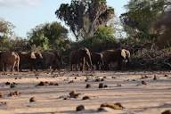 A lot to digest: the significance of elephant dung in ecosystems ...