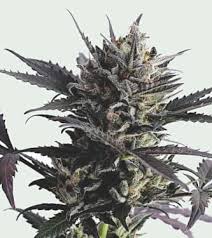 Many rare and unusual varieties. U5lsteicu6sxcm