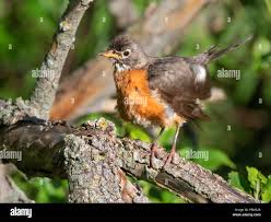 Amerikanischer Robin (Turdus migratorius) badende Marion County, Illinois  Stockfotografie