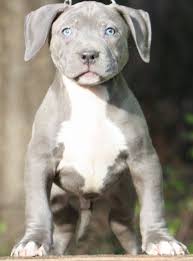 Blue pitbull breeders,pitbull breeders,blue pitbull puppies,xl blue pitbulls,los angeles blue pitbulls,american pitbull terriers,pitbull the bluenose pitbull breeders produce top quality blue nose blue &; Xxl Pitbull Puppies Pitbull Puppies