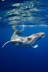 Most Elephants Weigh Less Than The Tongue Of A Blue Whale Whale Underwater Animals Marine Animals