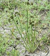 Image result for Cyperus difformis