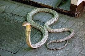 Japanese Rat Snake Rat Snake Snake Reptiles