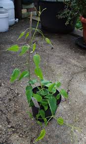 Image result for Rubia cordifolia