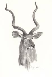 Greater Kudu Bing Images Wilde Tiere Tiere Wild