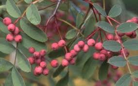 But in fall these smallish trees become unmissable. Sorbus Aucuparia Ember Glow Rowan Trees For Sale