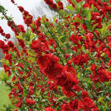 Zuzu Prunus Spring Meadow Wholesale Liners Spring Meadow Nursery
