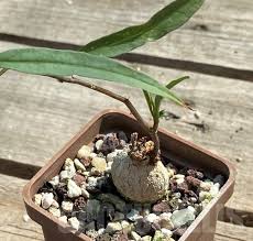 Image result for Ipomoea lapathifolia