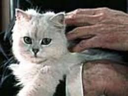 All james bond cat close ups in chronological order. The World Of James Bond 007 Villains Villains Information