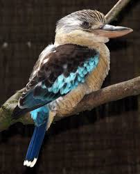 The kookaburra is a member of the tree kingfisher family. Blue Winged Kookaburra Wikipedia