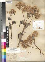 Image result for Vernonia lasiopus