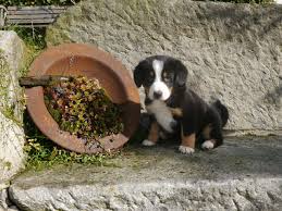 Der berner sennenhund gilt als wachsam. Entlebucher Sennenhunde Von Nibelungenblut