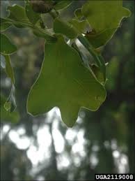 Blackjack Oak Natural Resource Stewardship