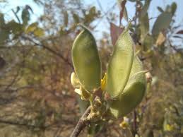 Image result for Eriosema affine