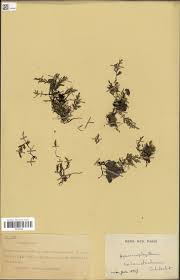 Image result for Crepidomanes inopinatum