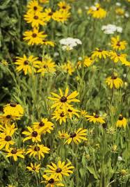 Image result for Rothia hirsuta