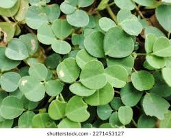 Image result for Grona adscendens