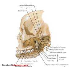 Pin On Head And Neck
