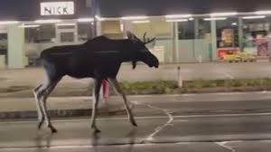 Lauraisabelaleon porno shes pretty quite quick and likes